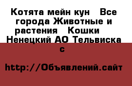 Котята мейн кун - Все города Животные и растения » Кошки   . Ненецкий АО,Тельвиска с.